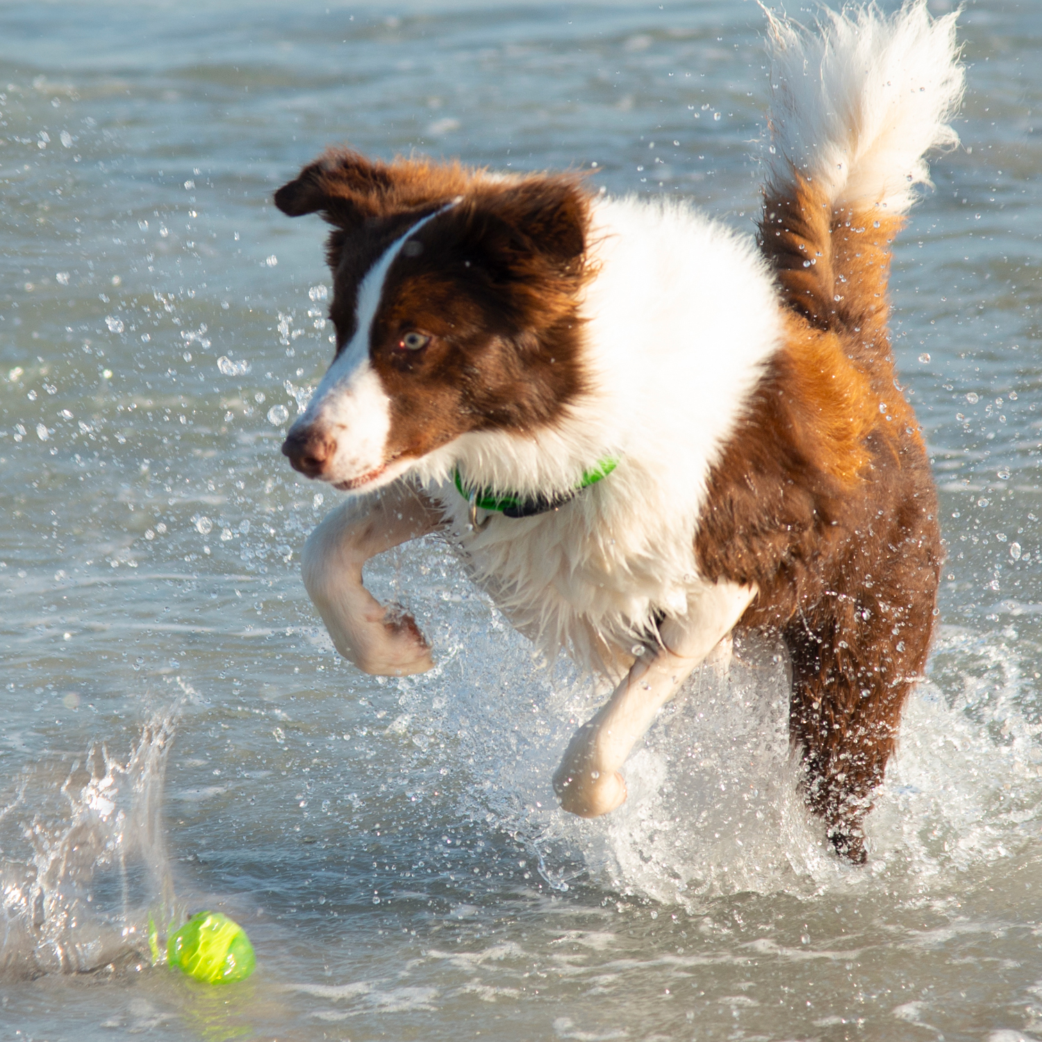 Rogz Squeekz Fetch Ball - Image 11