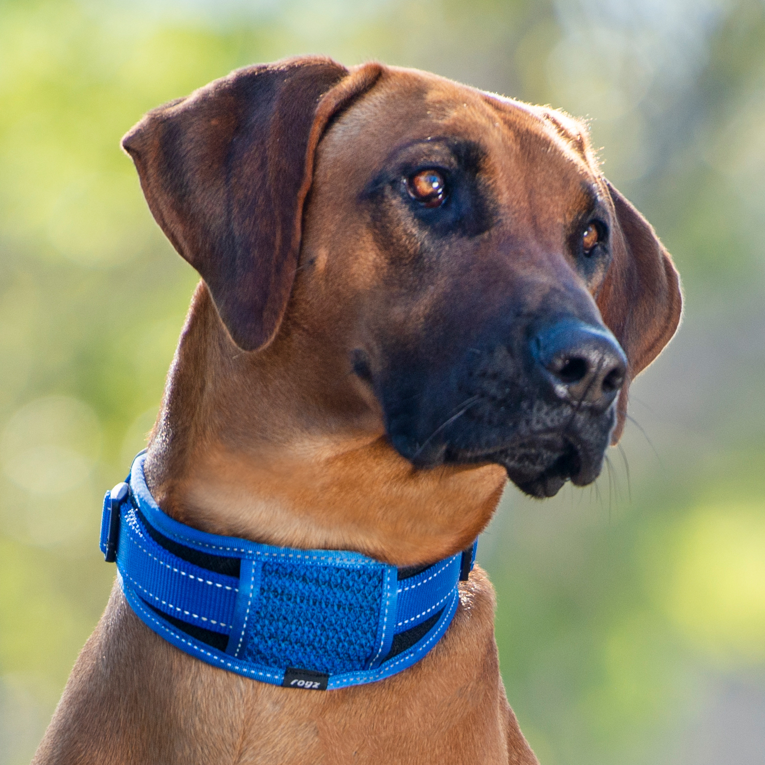 Rogz Utility Classic collar - padded - Image 9