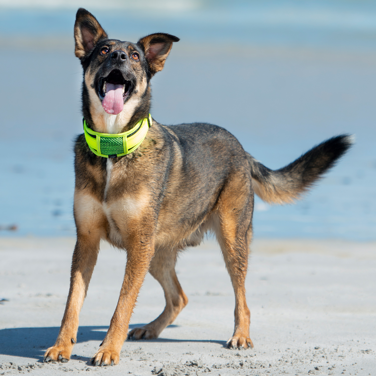 Rogz Utility Classic collar - padded - Image 10