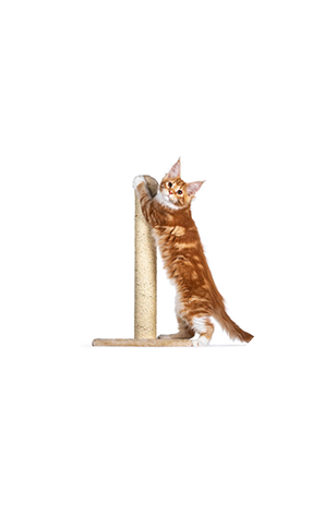 Cat scratching posts